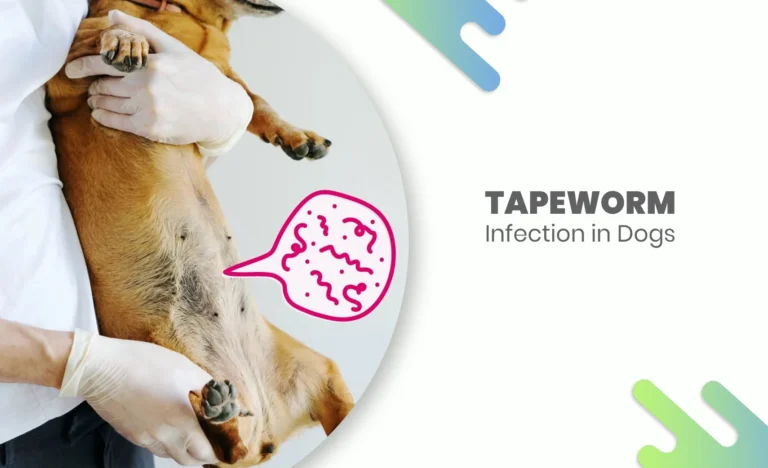 Tapeworm infection in dogs – veterinarian holding a dog with illustrated parasite graphic showing intestinal worms