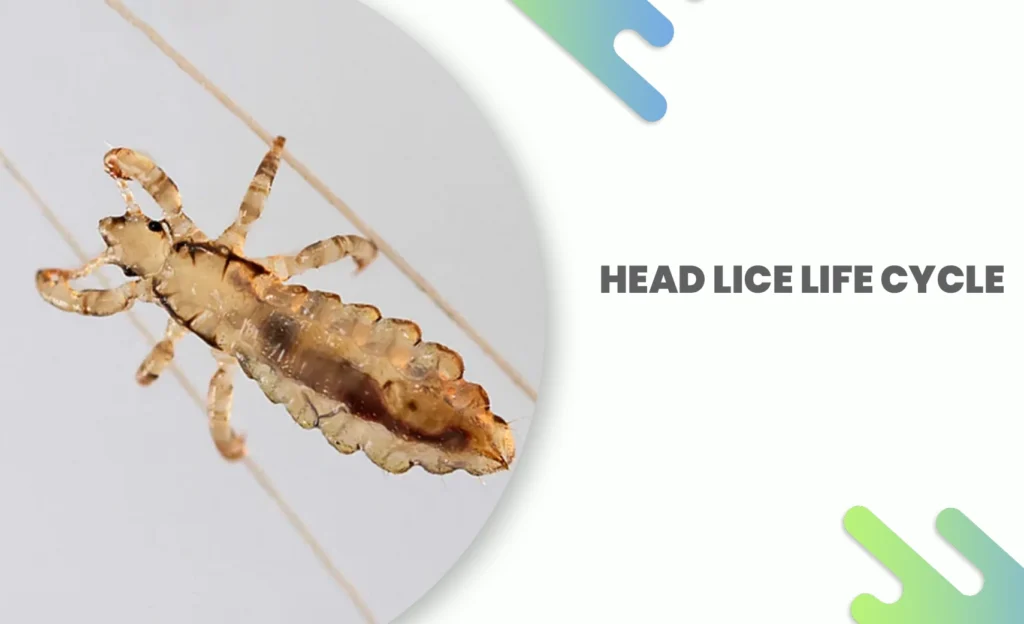 Close-up image showing the head lice life cycle stages on human hair.