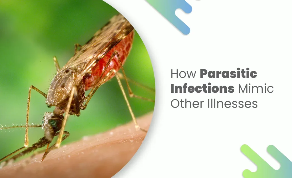 Mosquito close-up representing how parasitic infections spread and mimic other illnesses