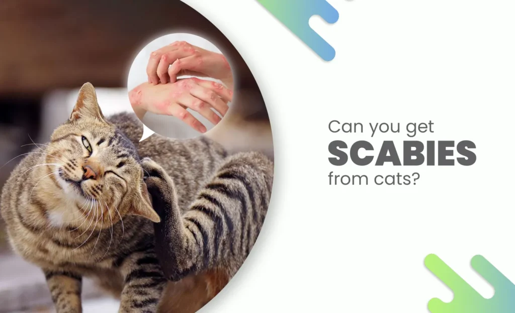 Cat scratching due to mites with inset showing human hands with scabies rash.