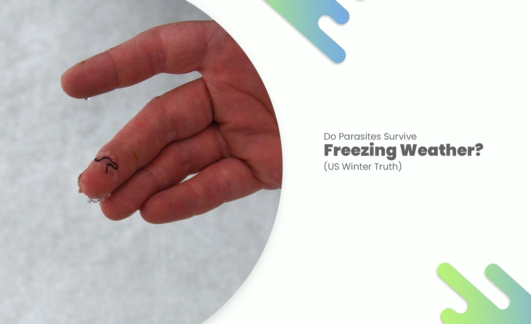 Hand holding tiny worm in snowy background for parasites surviving freezing weather article