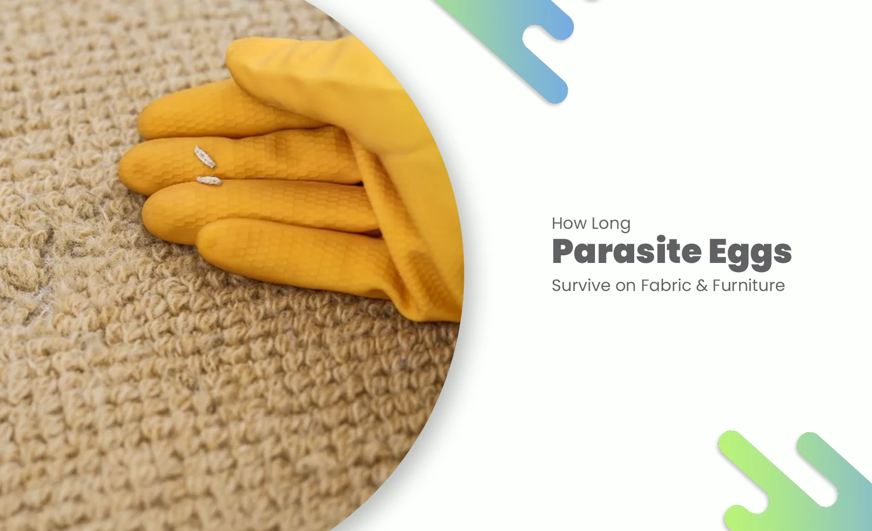 Parasite eggs on fabric surface