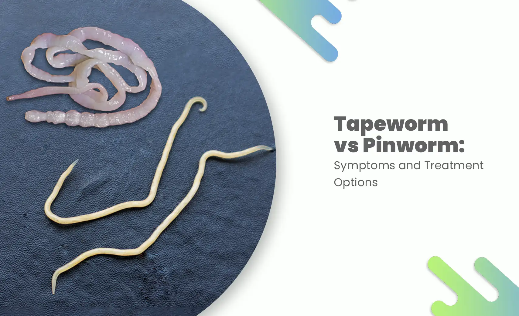 Comparison of tapeworm (long flat) and pinworm (small thread-like) worms