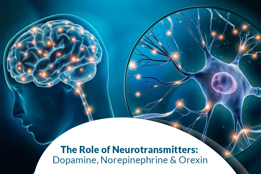 Brain and neuron illustration showing dopamine norepinephrine orexin